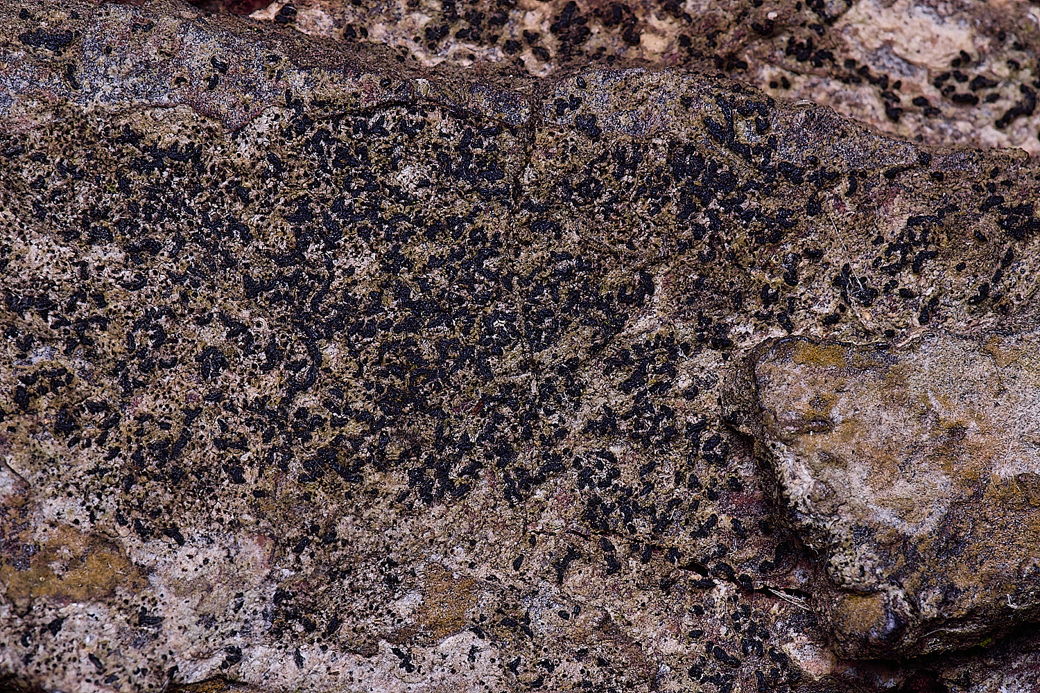 HolkhamOpegraphavulgata110126-3