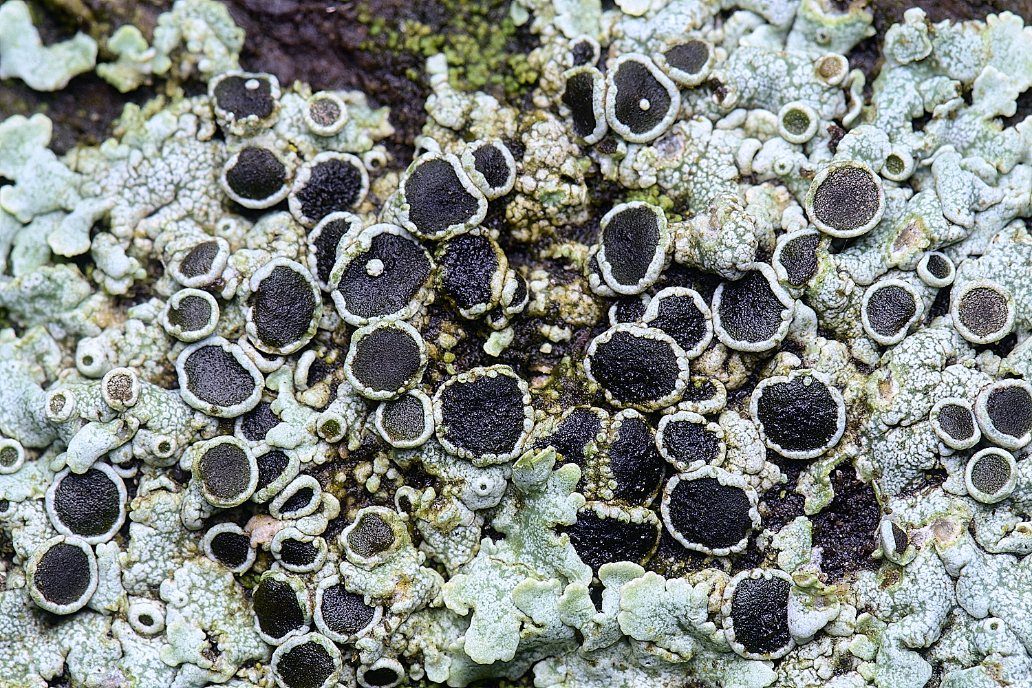 HolkhamPhysciaaipollia110126-2