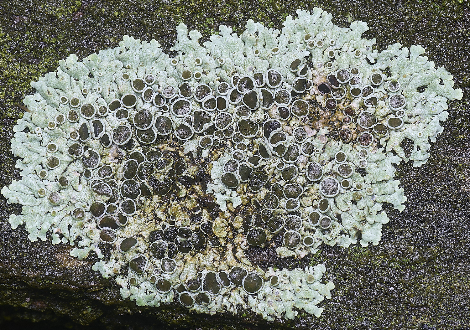 HolkhamPhysciaaipollia110126-3