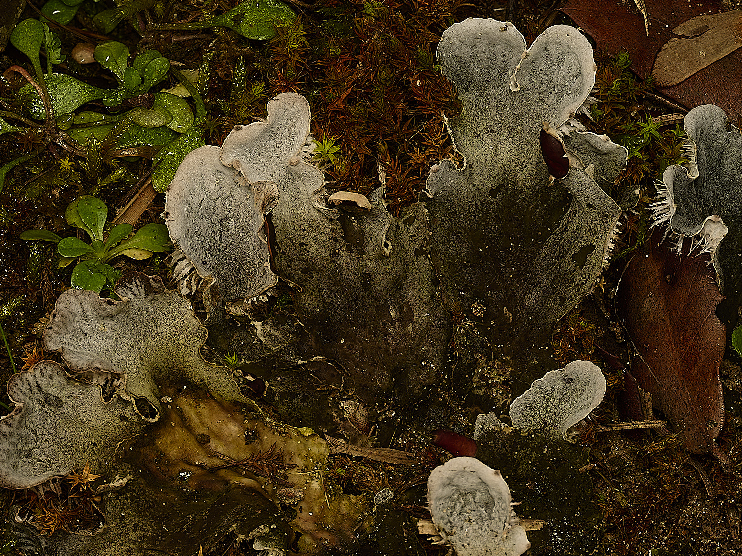 HolkhamPmembranacea250226-4