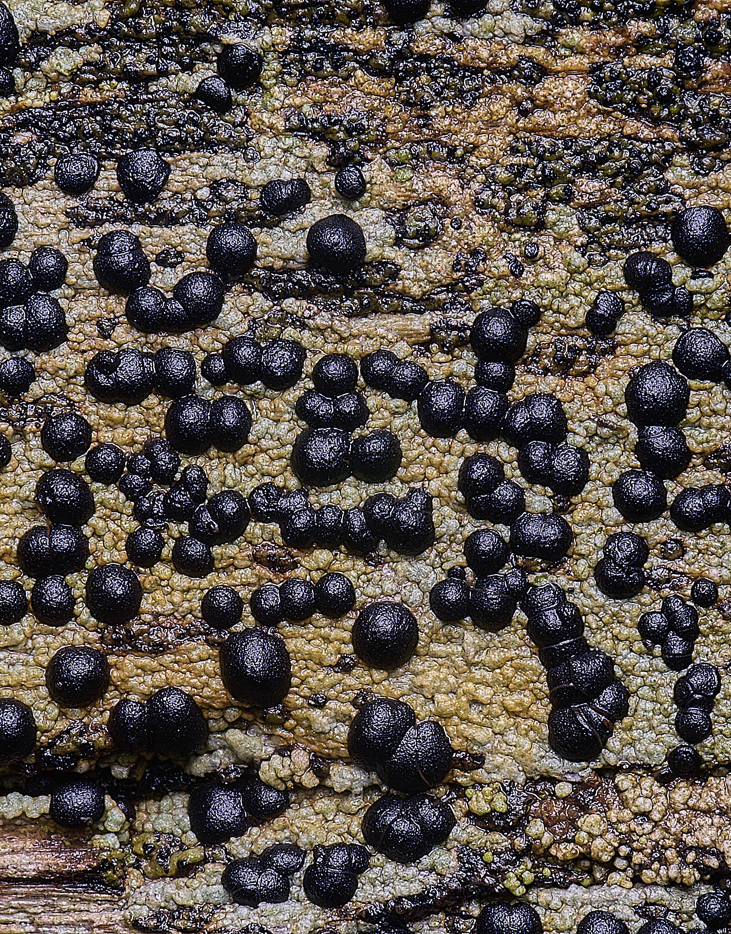 HolkhamPorpidiacrustulata110126-2