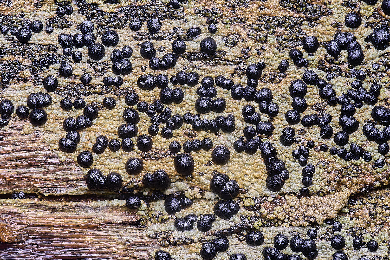 HolkhamPorpidiacrustulata110126-3