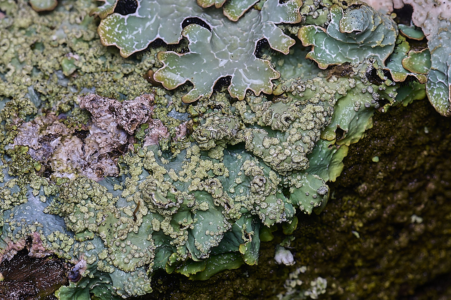 HolkhamPuncteliasubrudecta110126-1