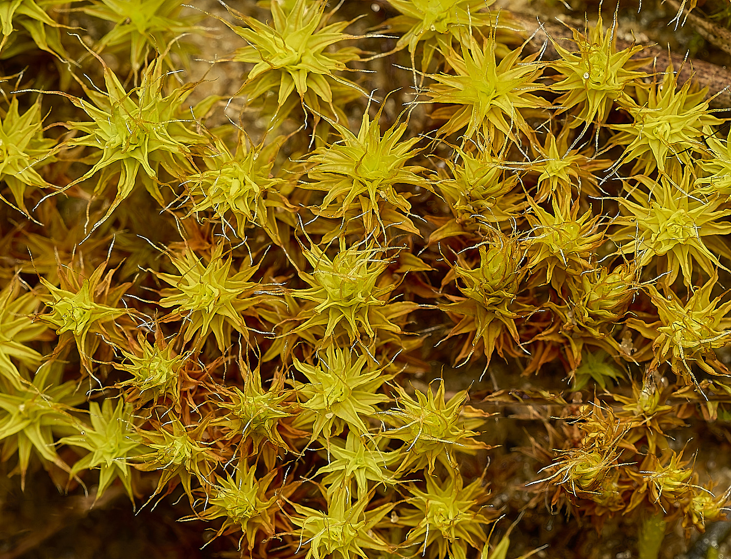 HolkhamSyntrichiaruralis250216-1