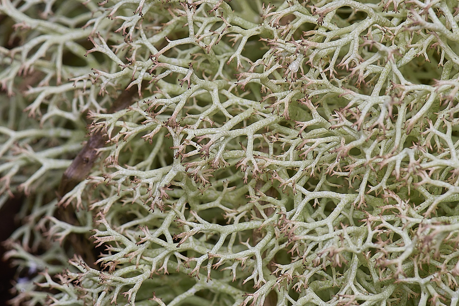 HorseyCciliata020226-4