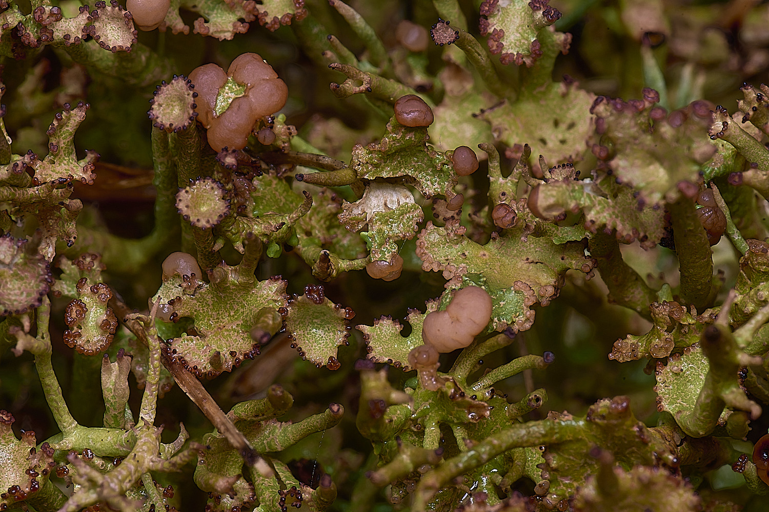 HorseyCgracilis020226-1