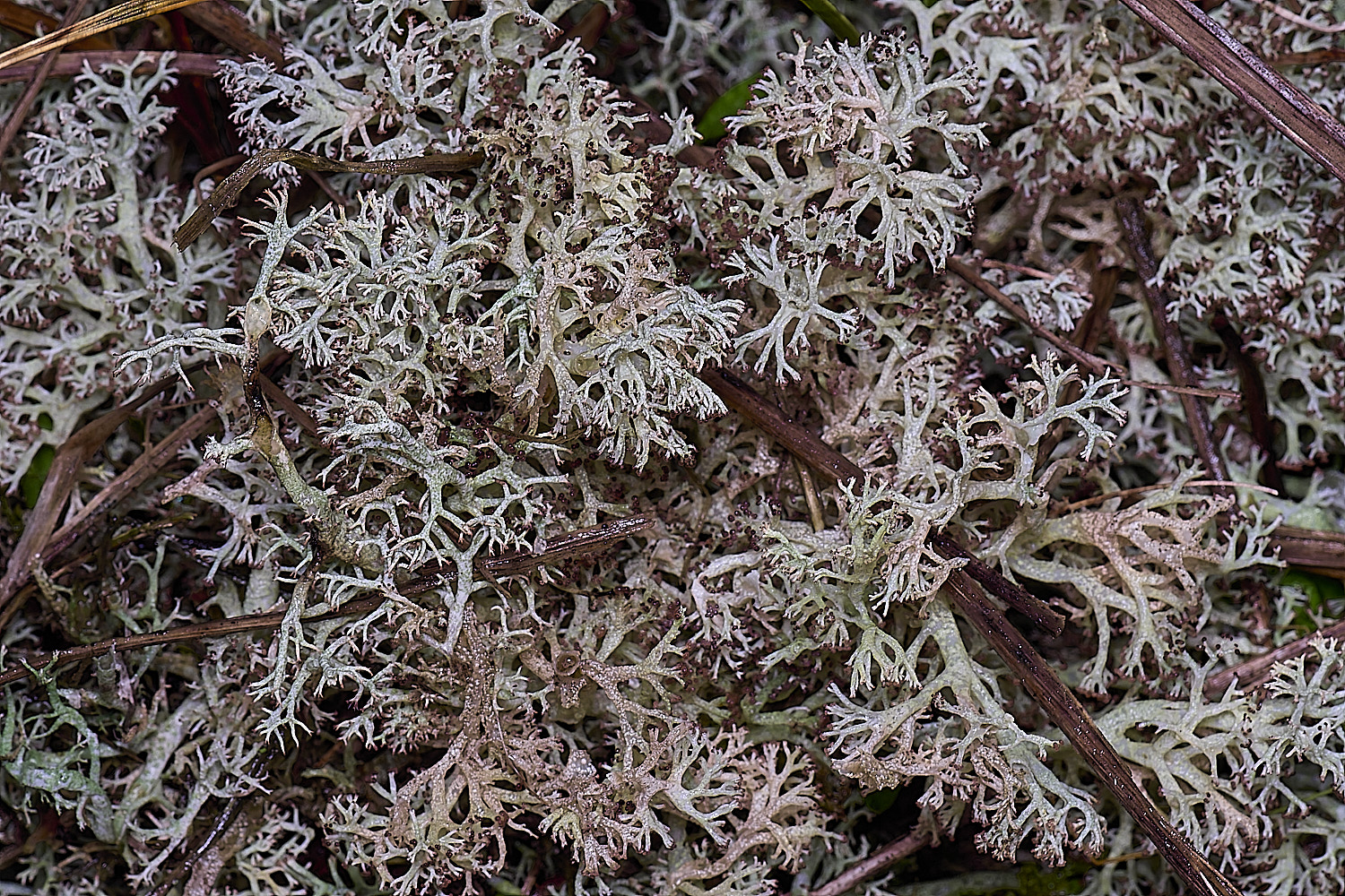 HorseyCladonia0240126-4