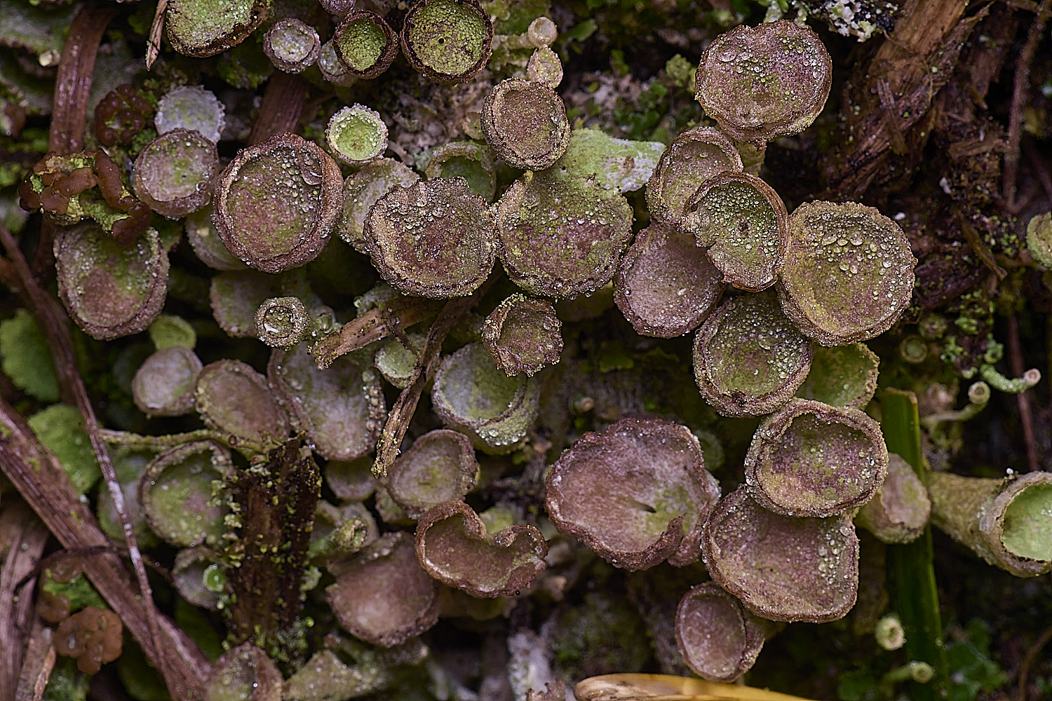 HorseyCladonia1240126-1