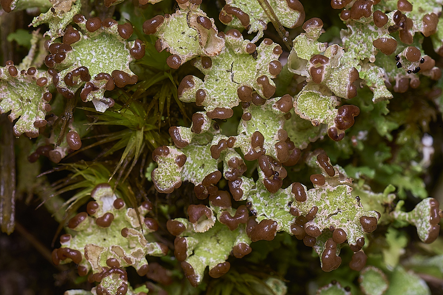 HorseyCladonia3240126-1