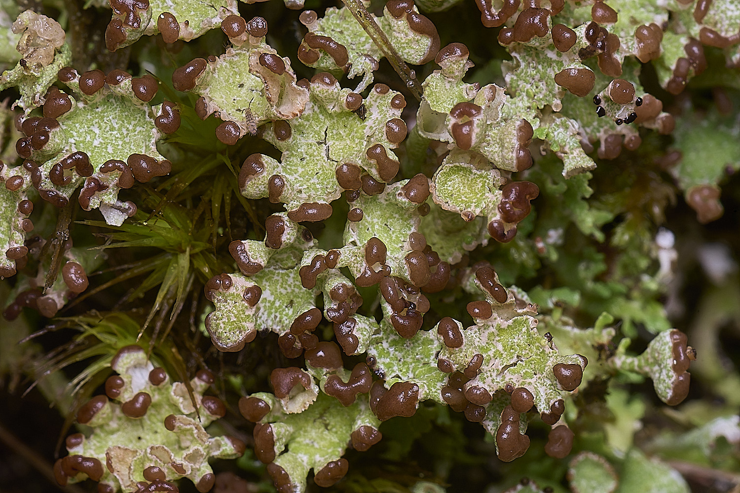 HorseyCladonia3240126-2