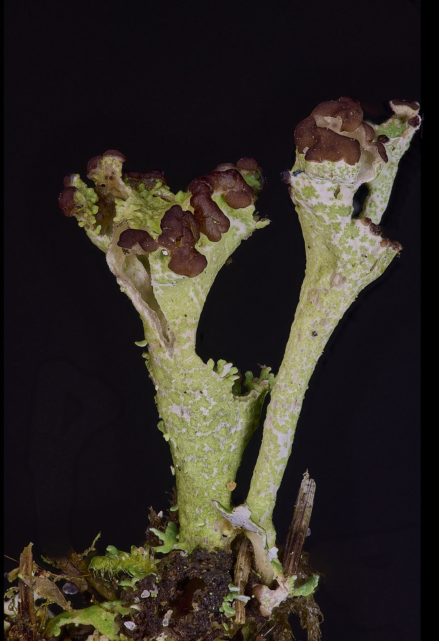 HorseyCladonia3240126-4