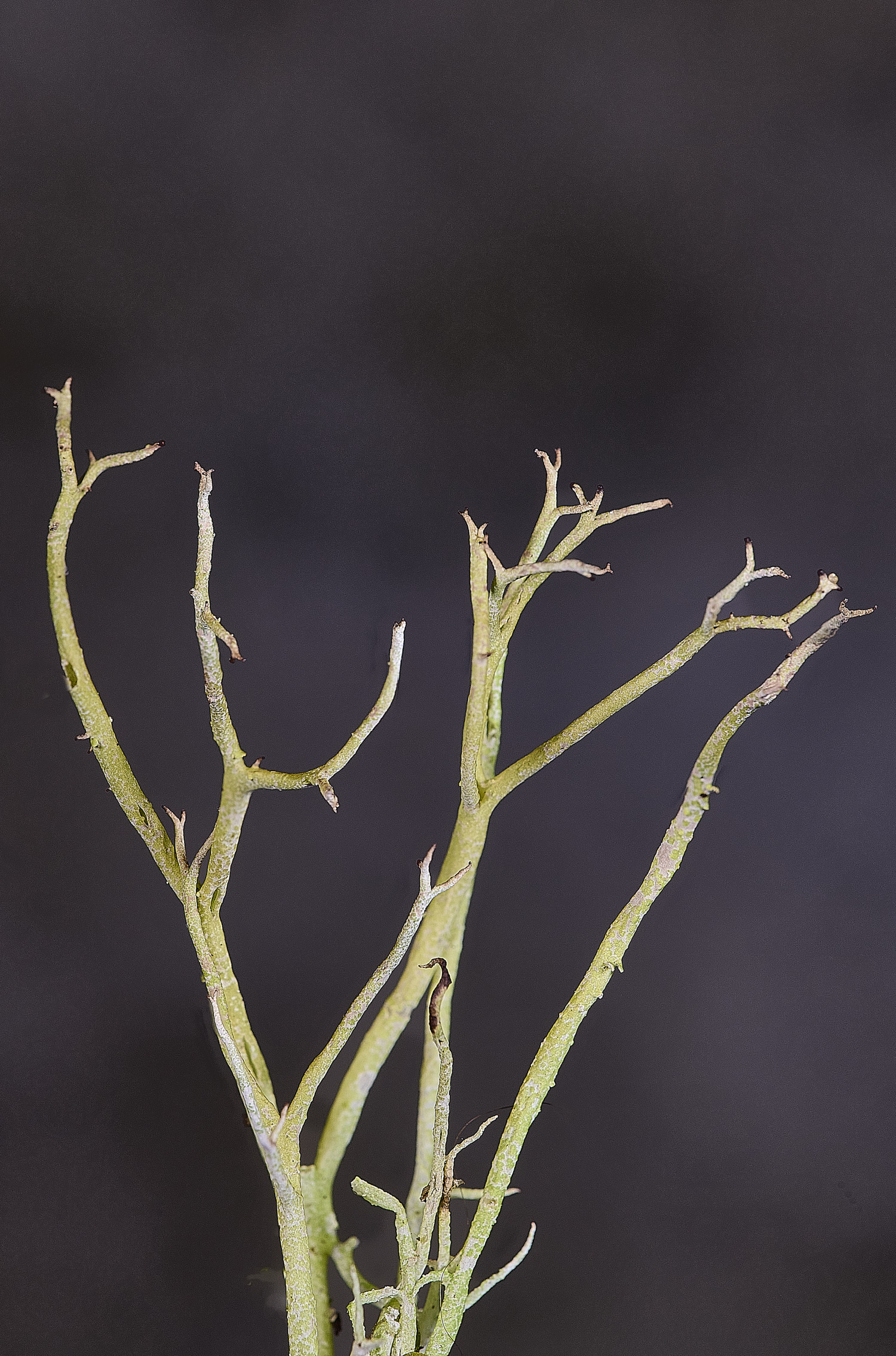 HorseyCladonia4240126-2