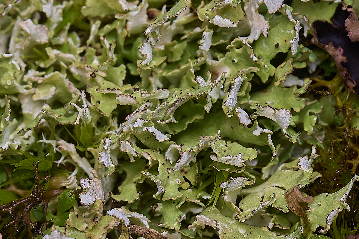 HorseyCladoniafoliacea240126-2