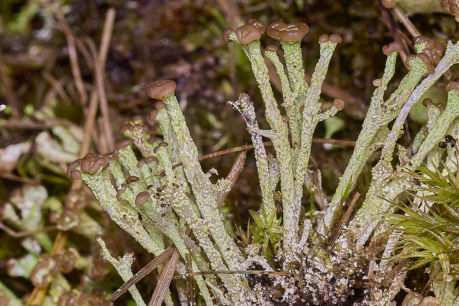 HorseyCladoniaramulosa240126-1