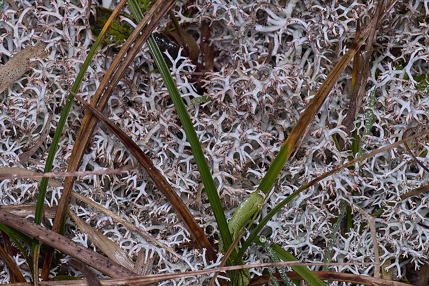 HorseyCladoniarangiferina120226-11