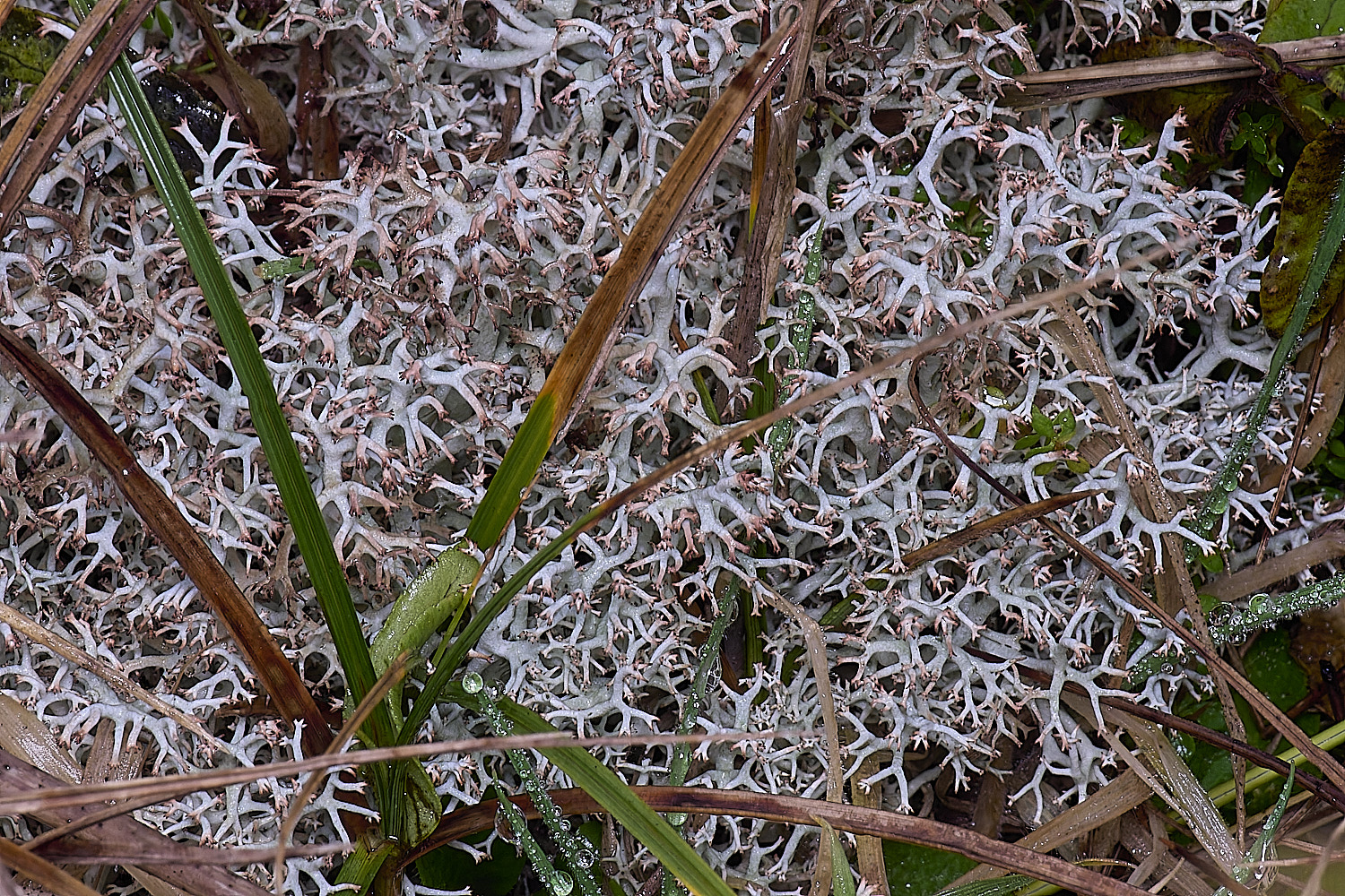 HorseyCladoniarangiferina120226-12