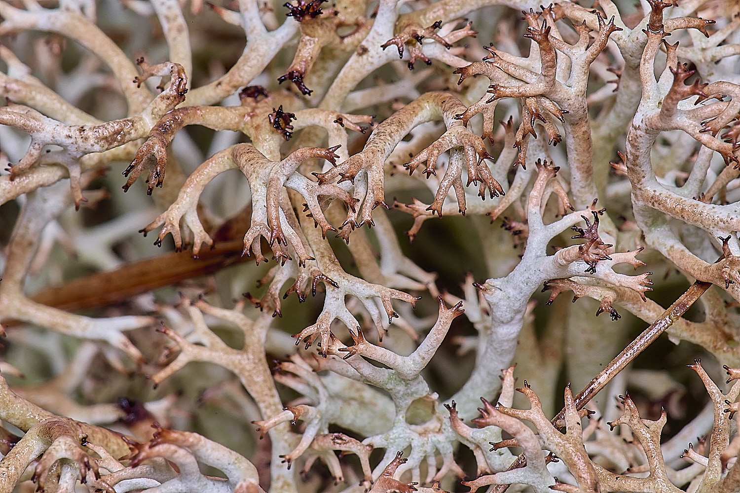 HorseyCladoniarangiferina120226-4