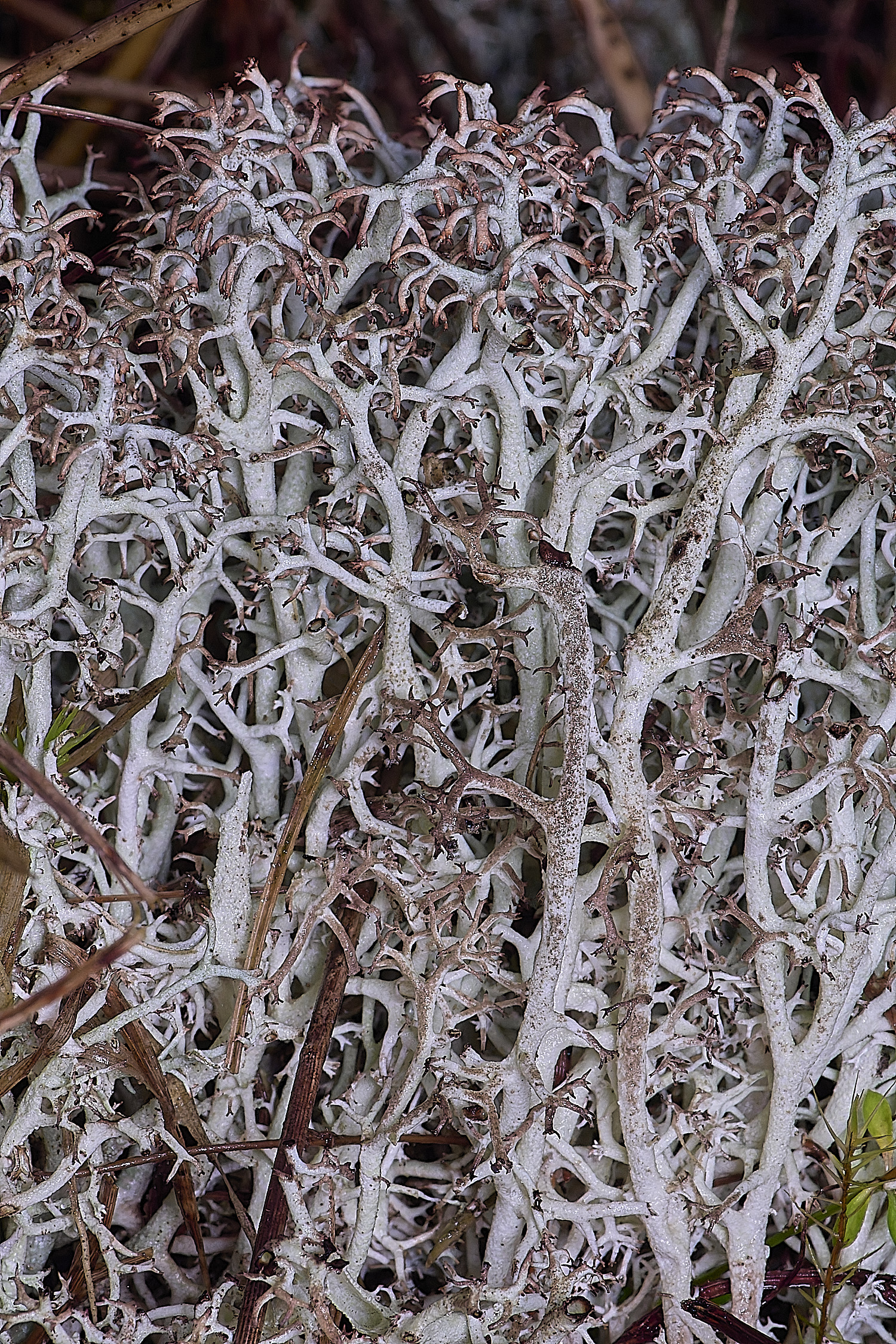 HorseyCladoniarangiferina120226-8