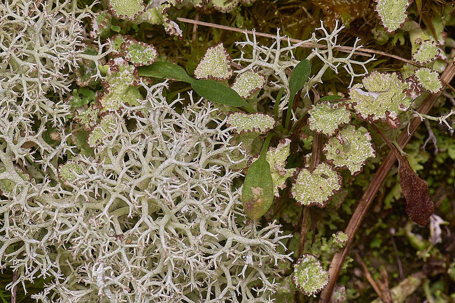 HorseyCportentosa&#38;Cchlorophaea020226-1