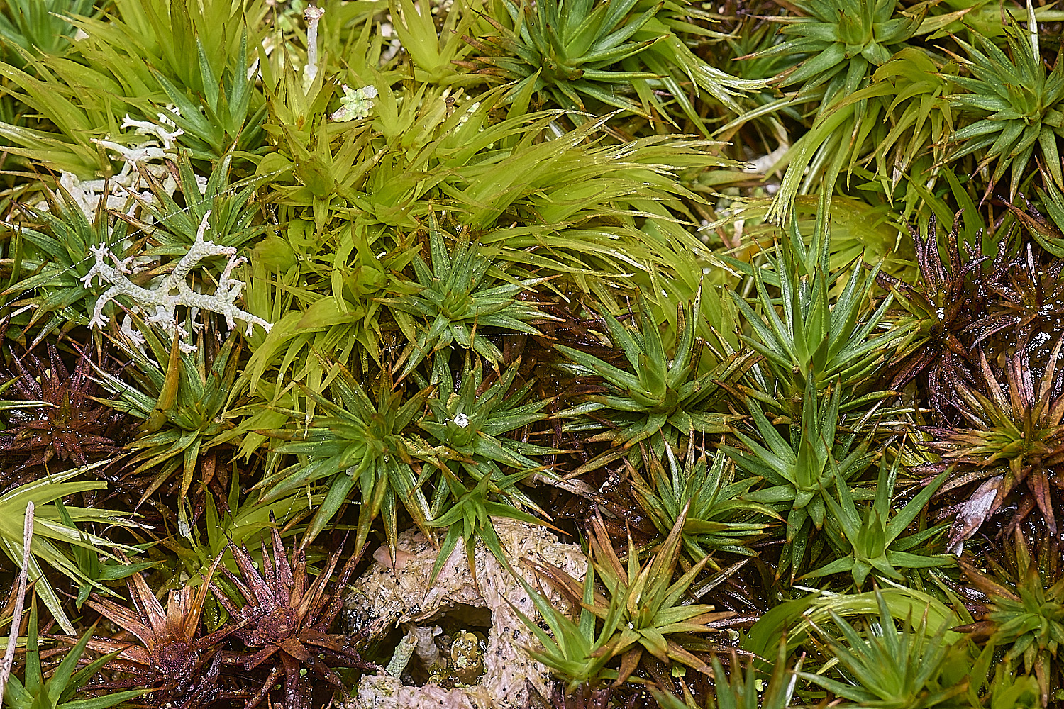 HorseyDicScop&#38;Juniperinum020226-1