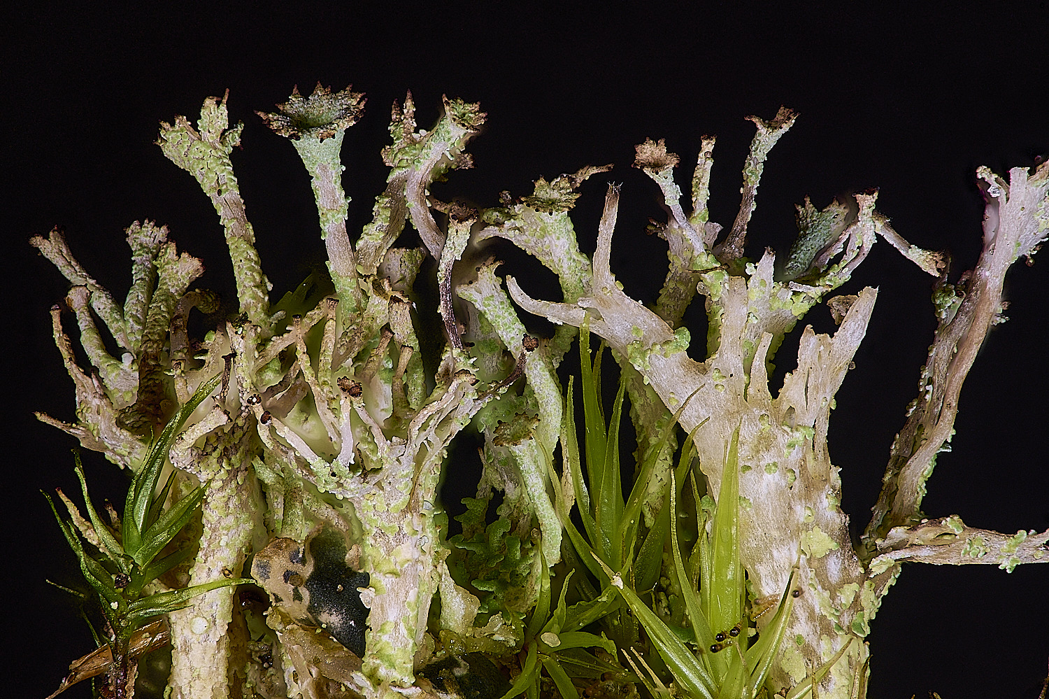 HorseyGapCladoniachlorophaea240126-2