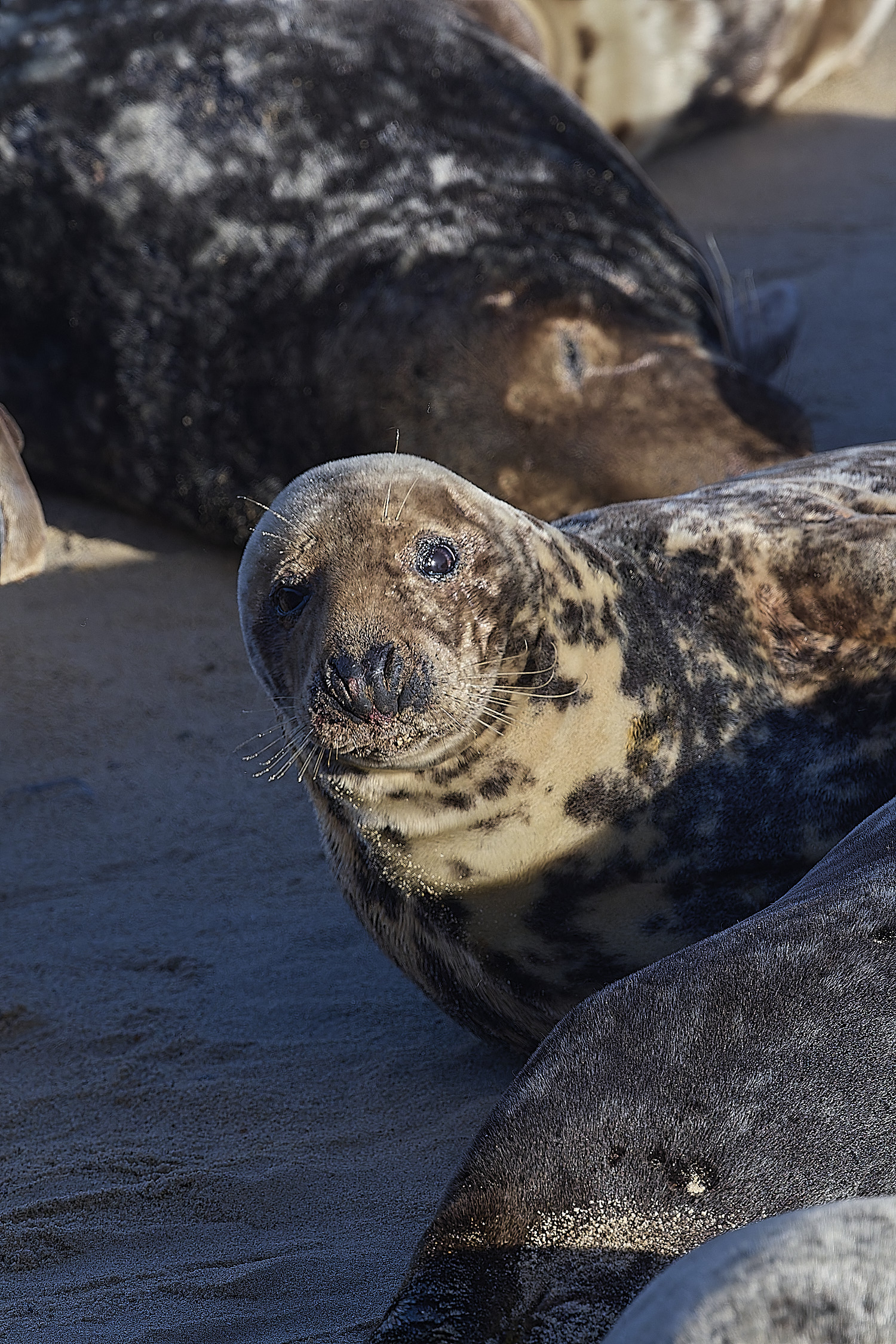 HorseyGreySeal240126-11