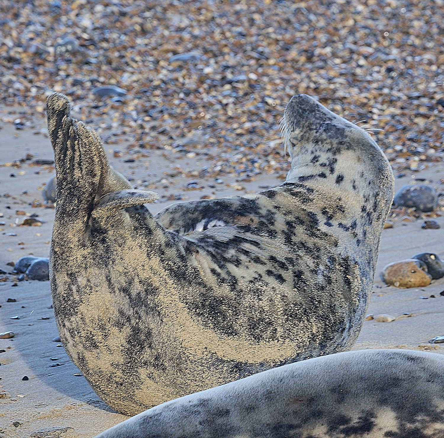 HorseyGreySeal240126-15