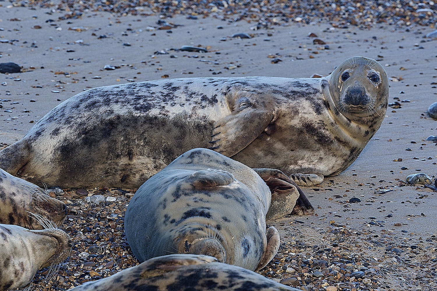 HorseyGreySeal240126-16