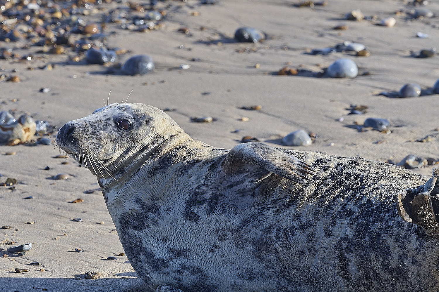 HorseyGreySeal240126-2