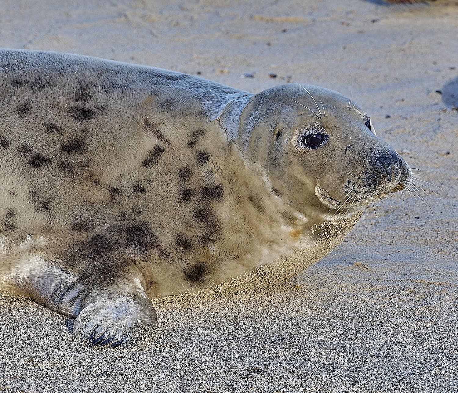 HorseyGreySeal240126-20