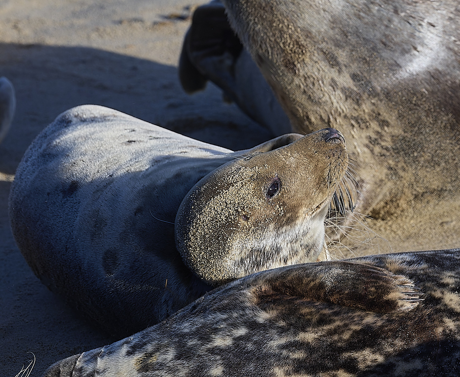 HorseyGreySeal240126-6