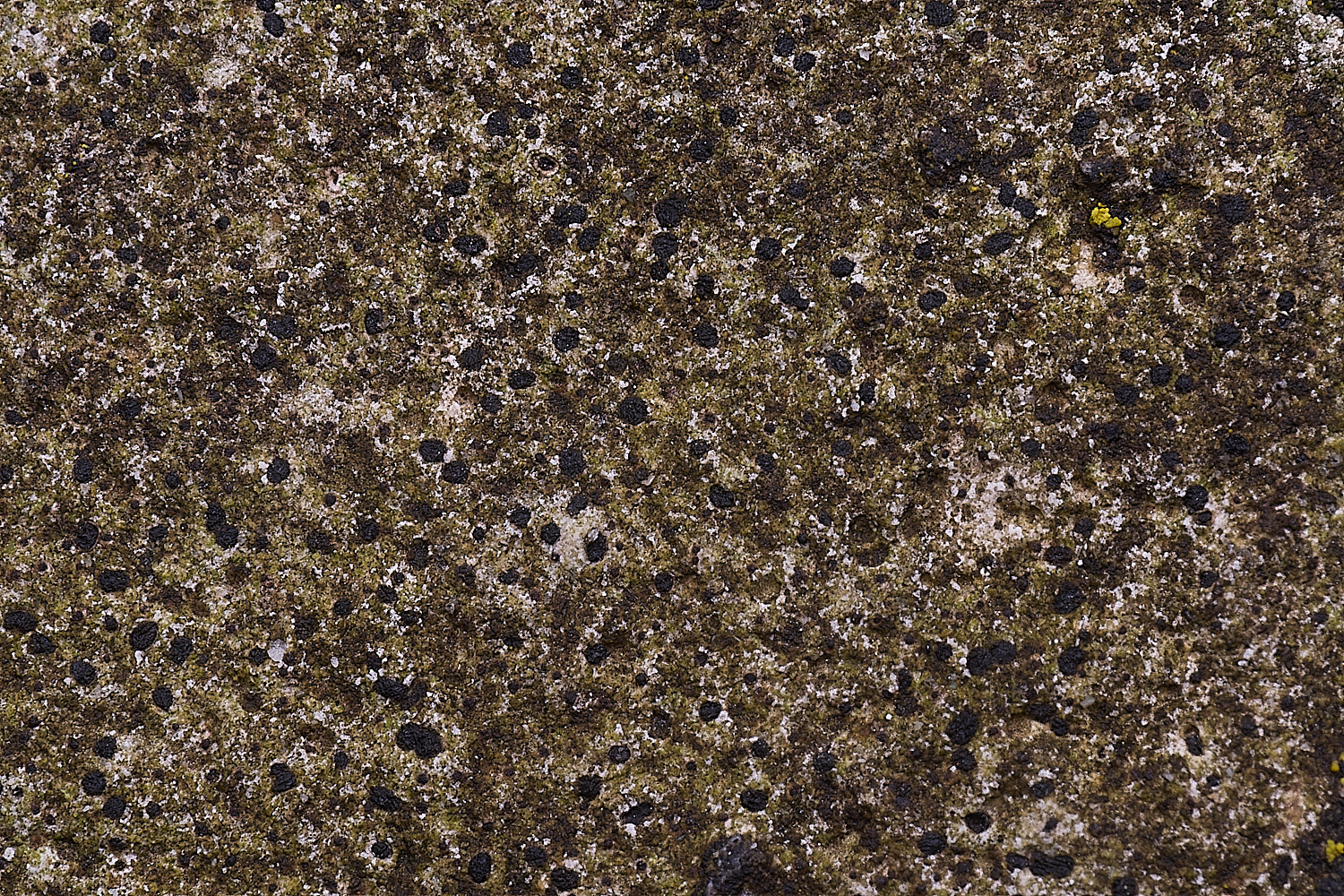 HoughtonBagliettoaSp080226-1