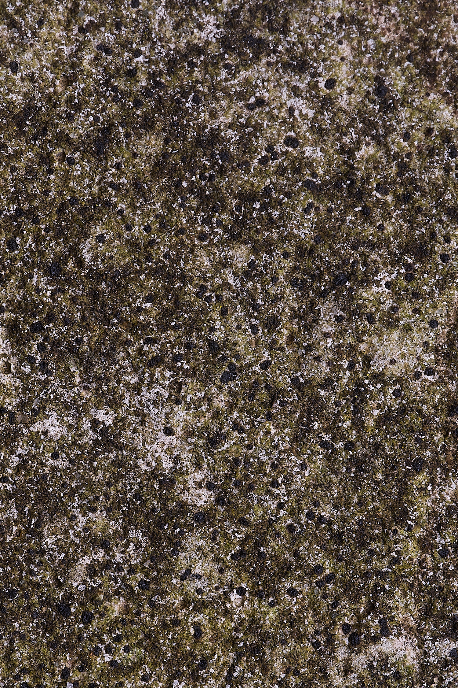 HoughtonBagliettoaSp080226-2