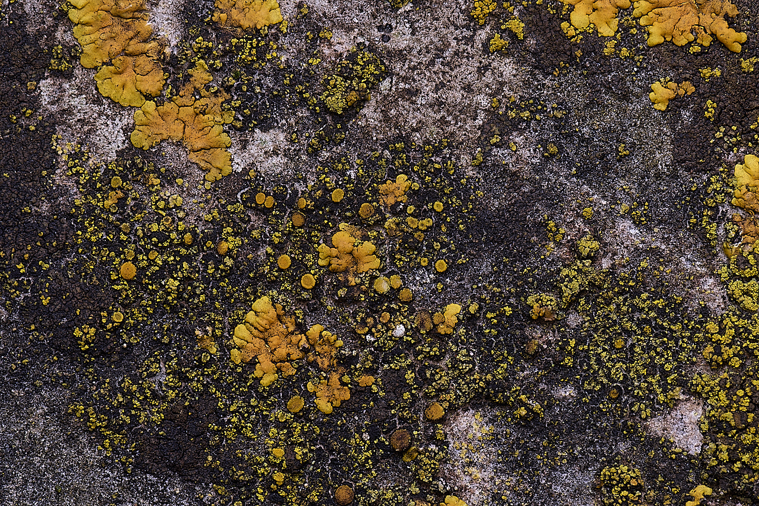 HoughtonCaloplacadichroa080226-1