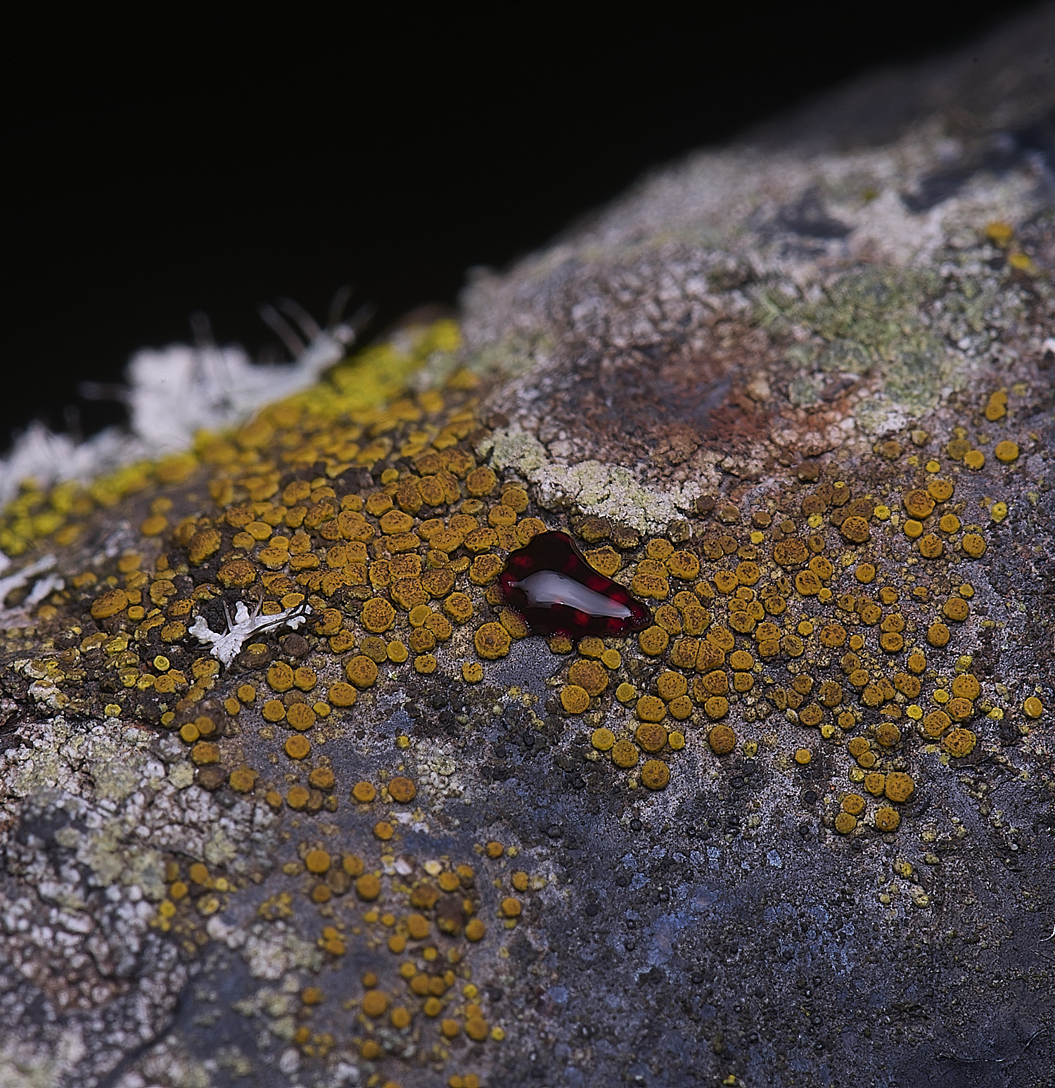 HoughtonCaloplacoasis080226-1