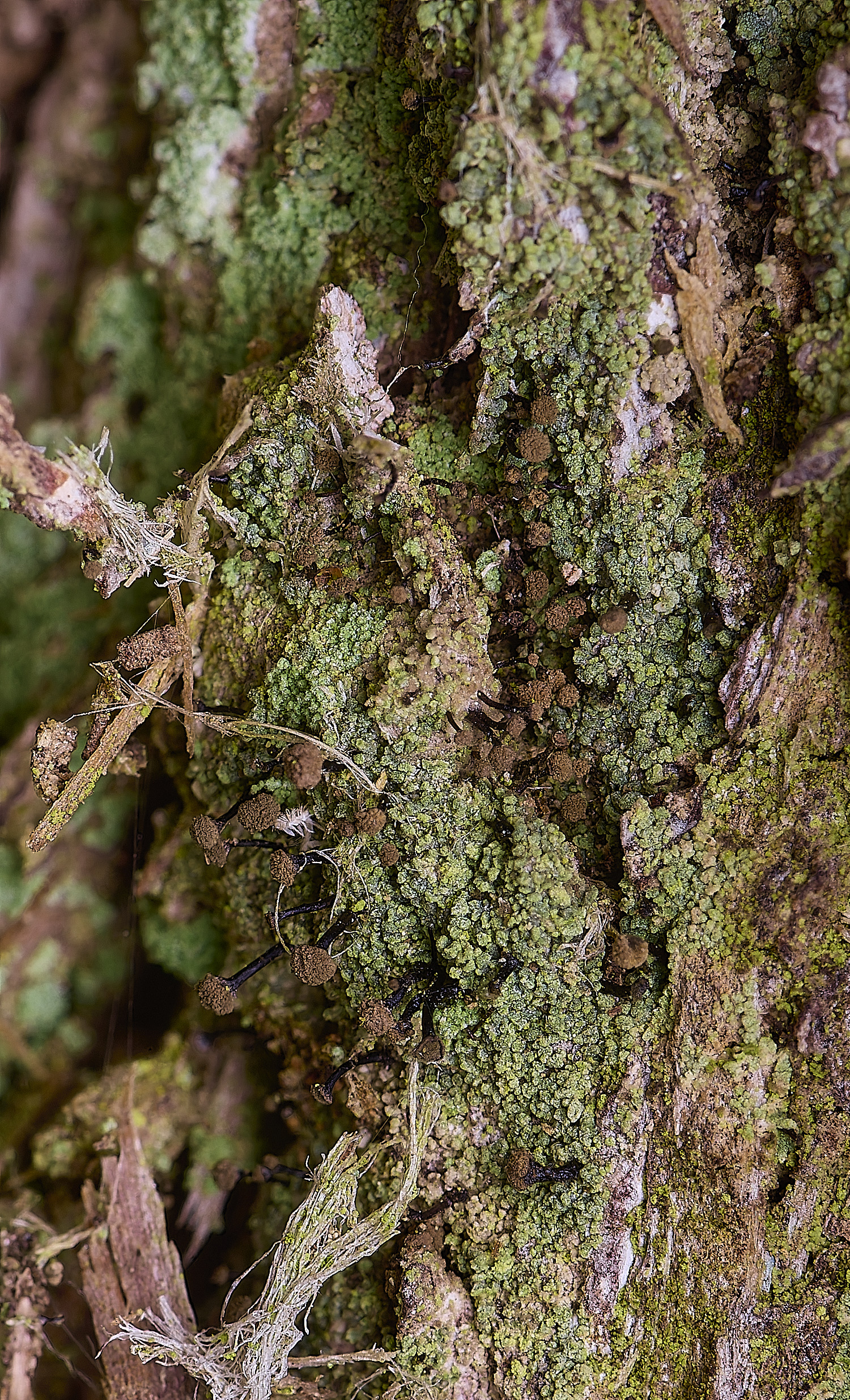 HoughtonChaenothecatrichialis080226-1