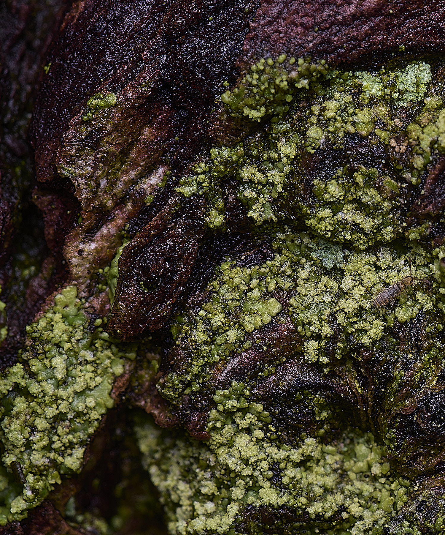 HoughtonHyperphysciaadglutinata080226-1