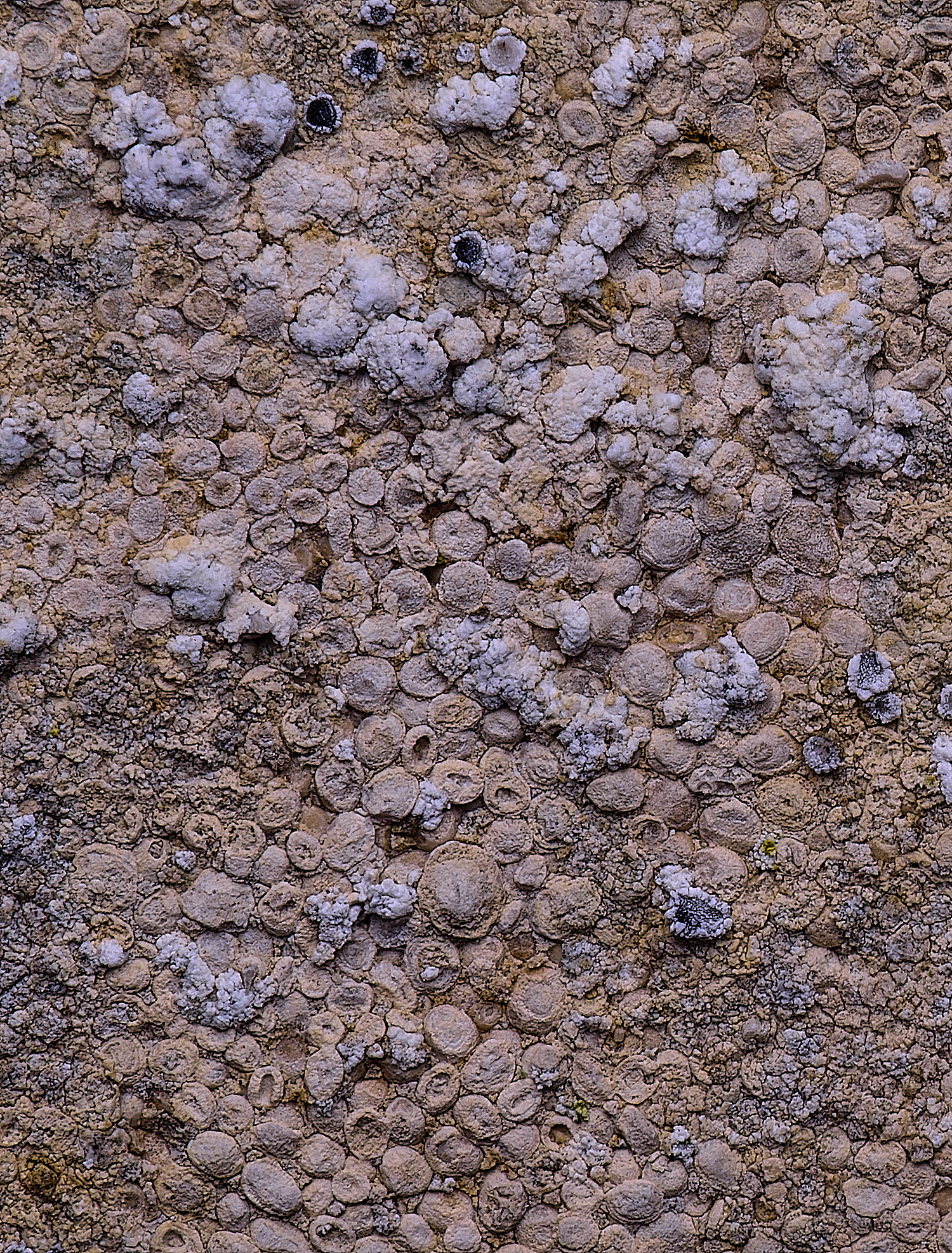 HoughtonLecanoracrenulata080226-1 1