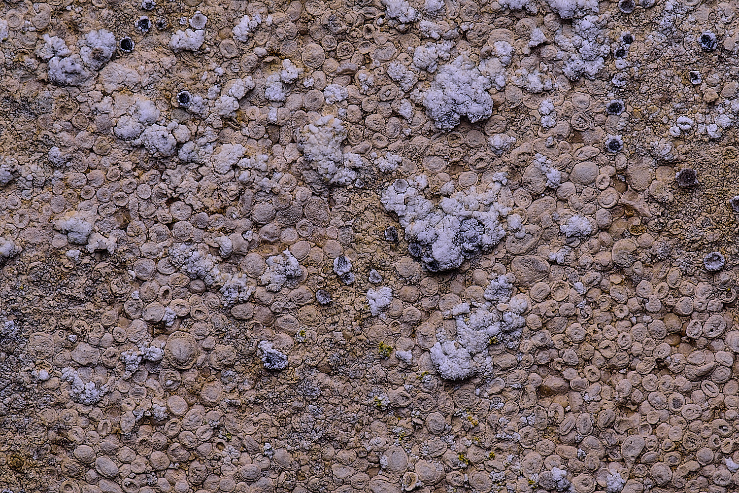 HoughtonLecanoracrenulata080226-1