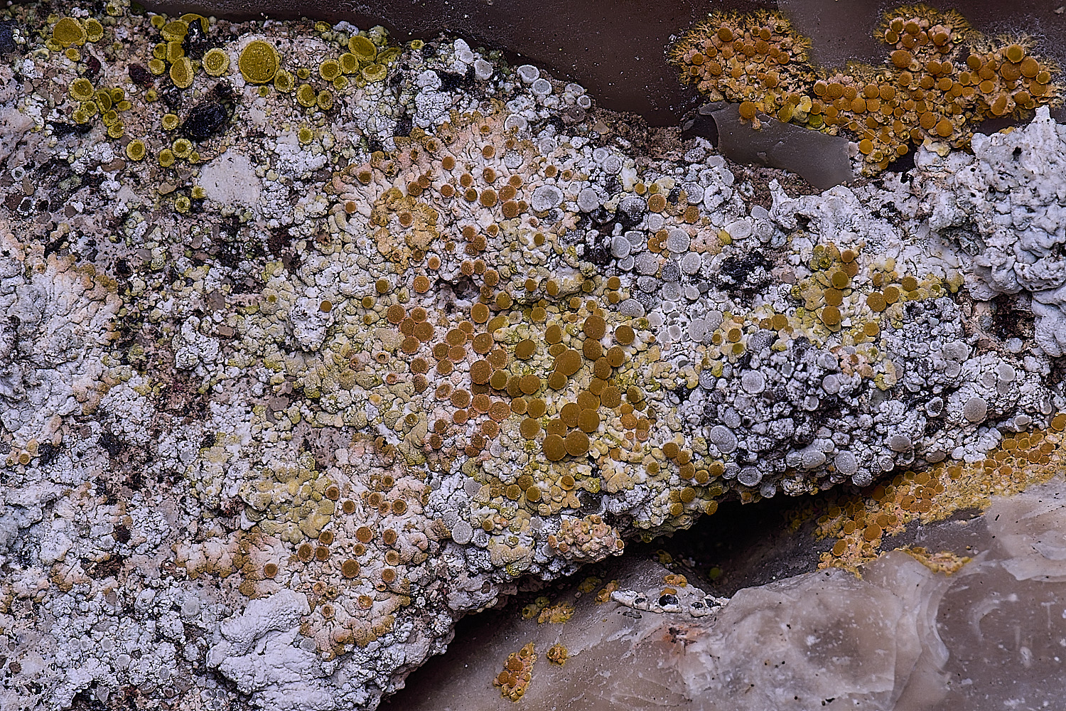 HoughtonLichenMedley2080226-1