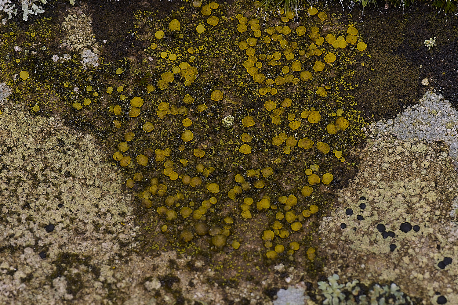 HoughtonLichenSp7080226-1