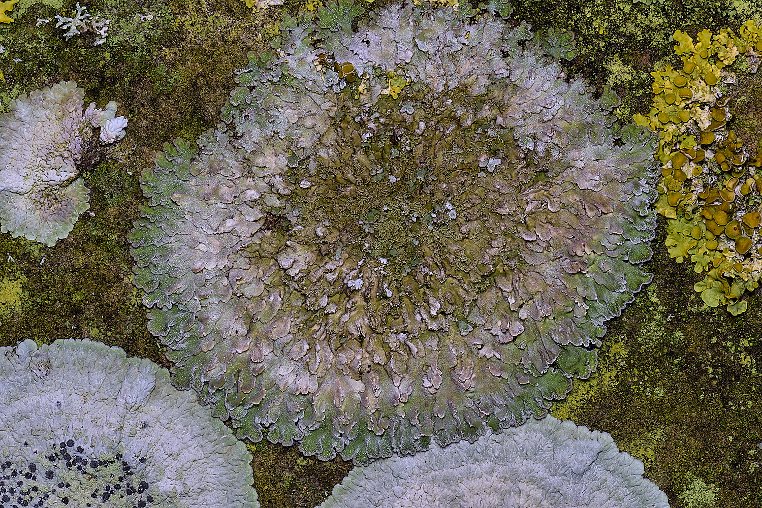 HoughtonLichenSp8080226-1