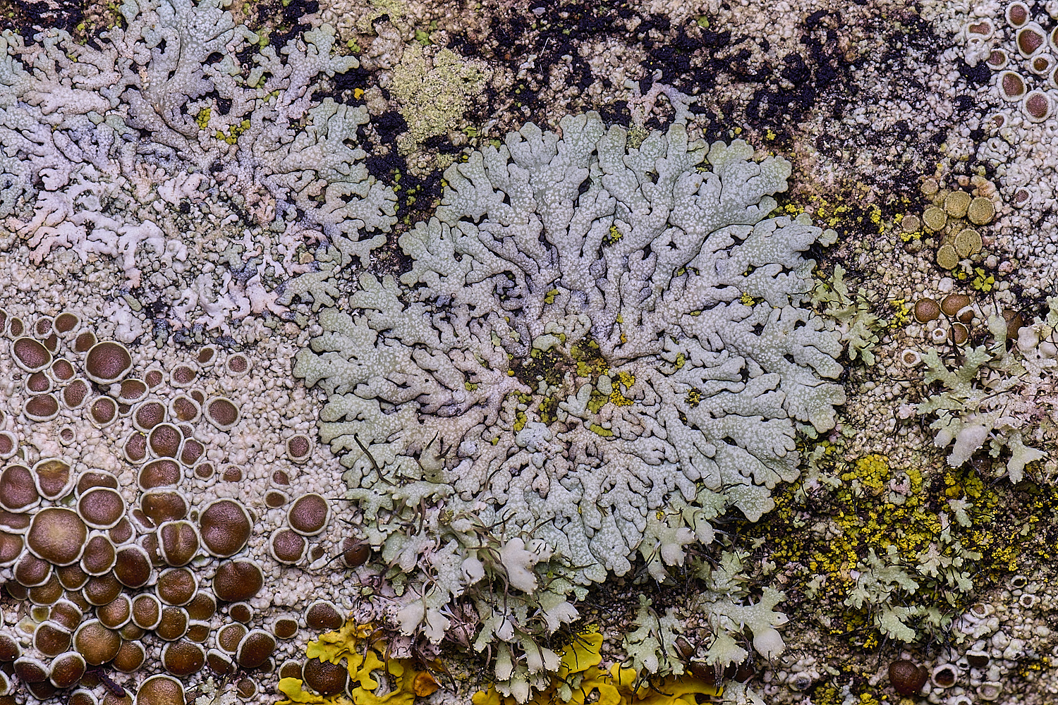 HoughtonLichenSpMedley08226-1