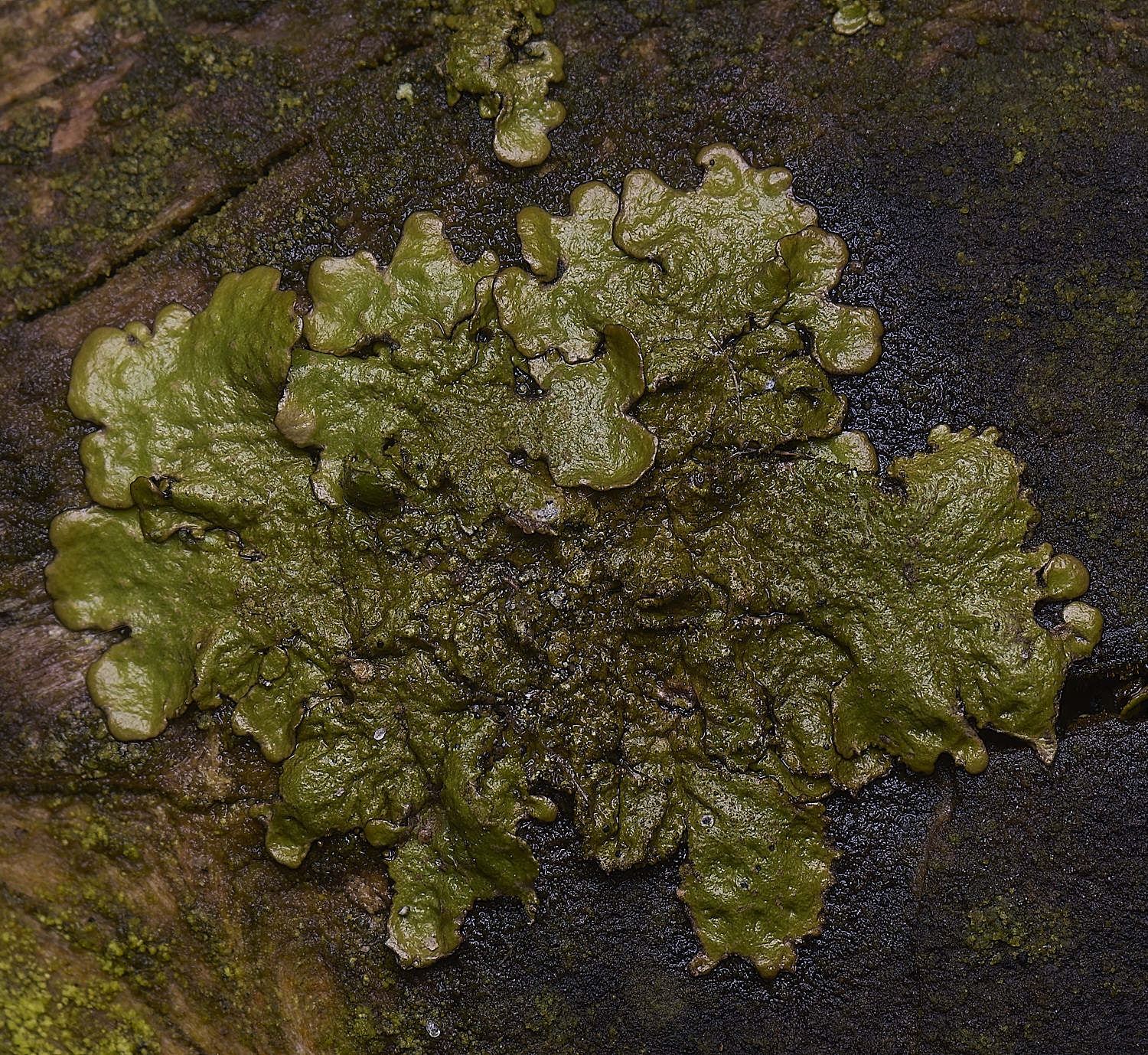 HoughtonMelanelixiasubaurifera08026-1