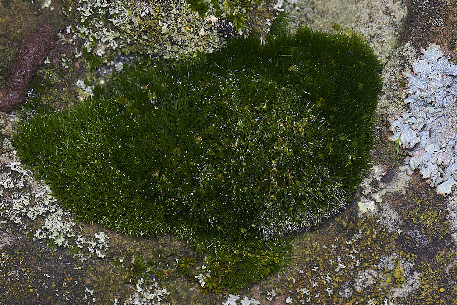 HoughtonMoss080226-1