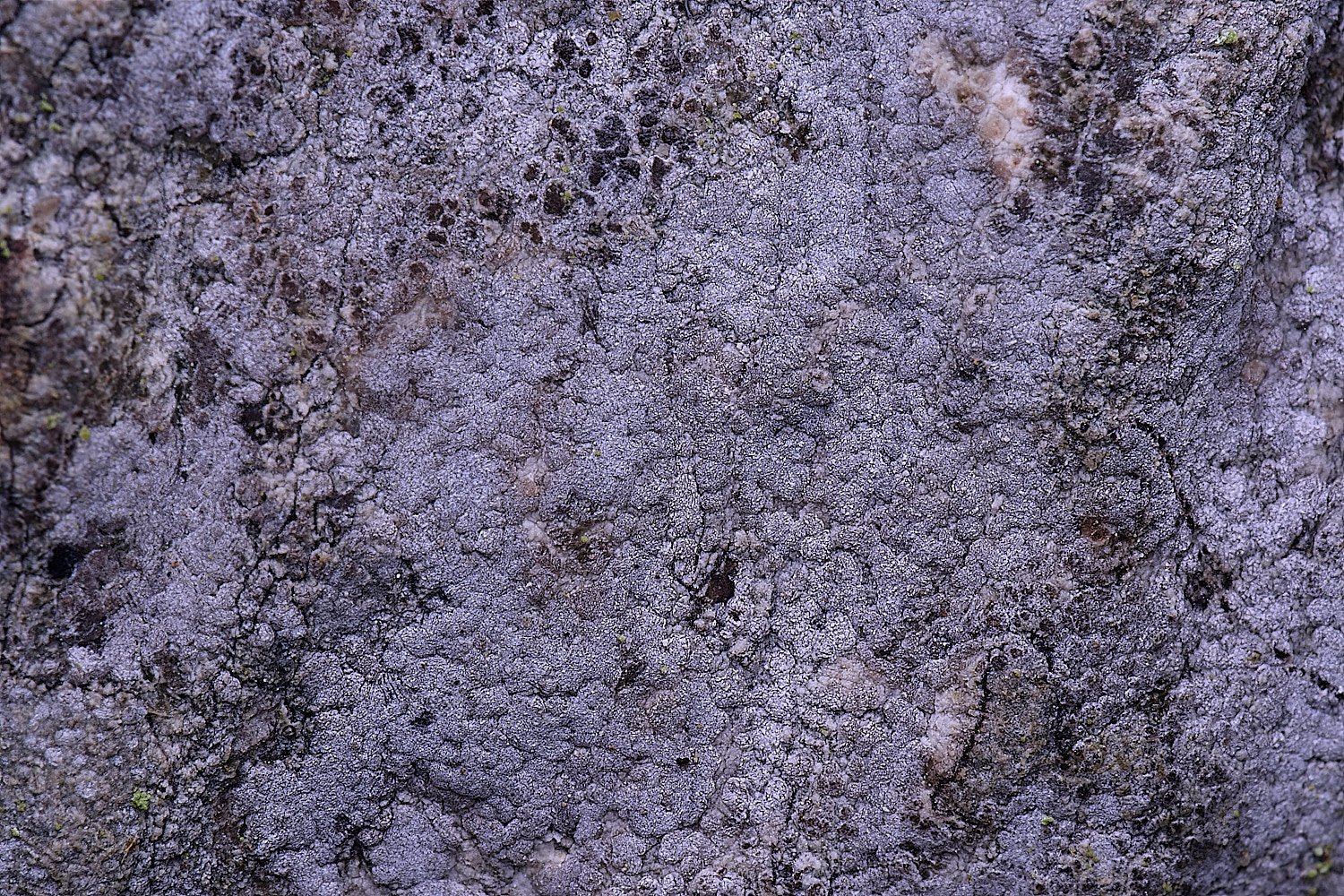 HoughtonPachnolepiapruinata080226-1