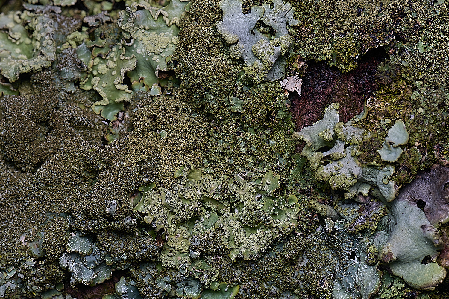 HoughtonParmeliasaxatilis080226-2