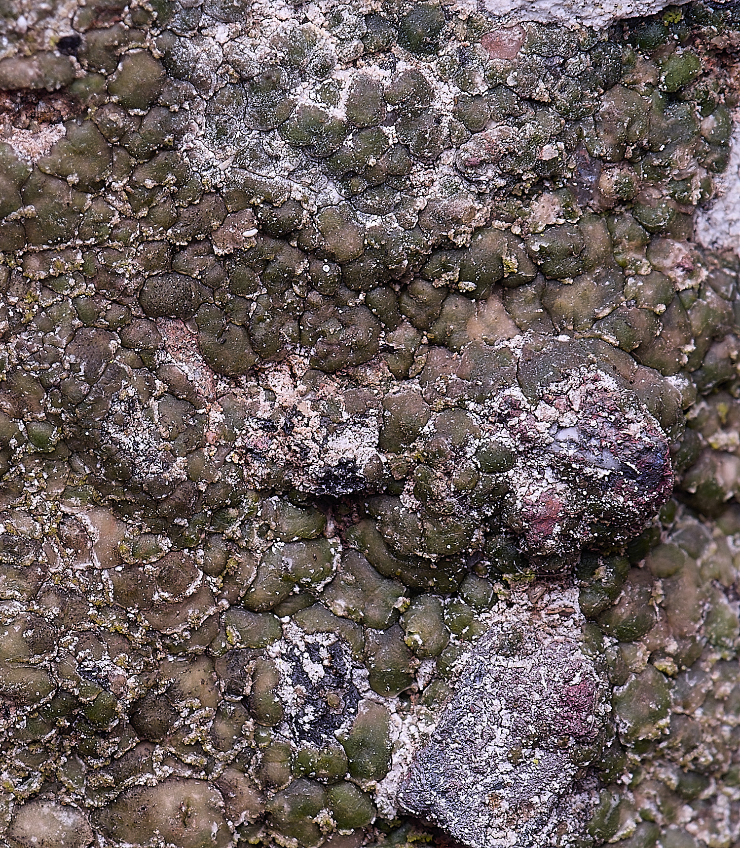 HoughtonVeruucariamacrostomaform furfuracea080226-4