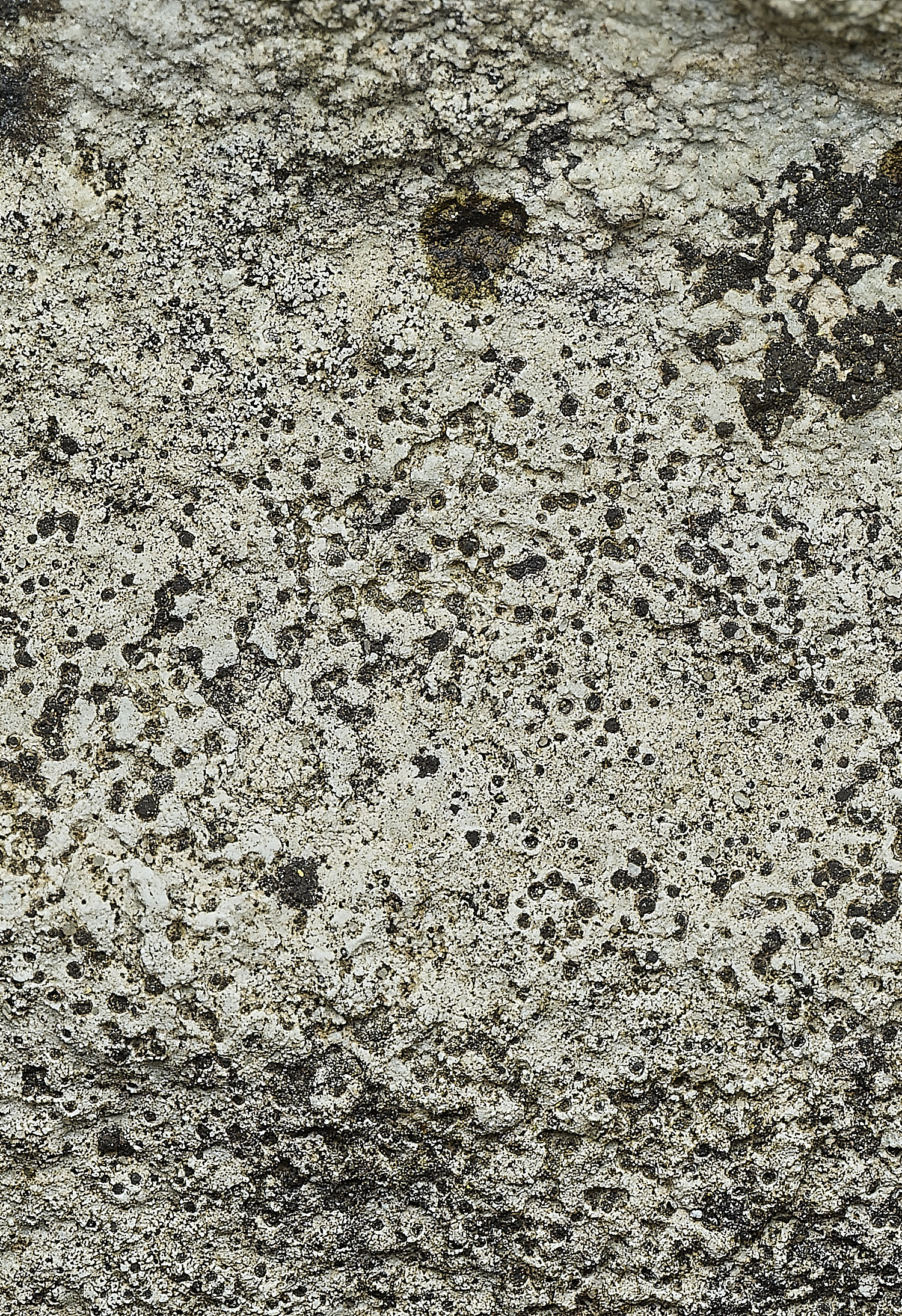 ItteringhamLichen10180426-1 1