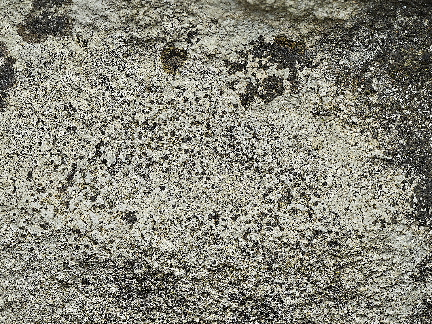 ItteringhamLichen10180426-1